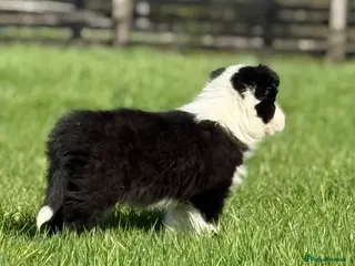 Border Collie dogs Long coated Border Collie pups - Advert 9