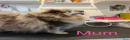Pomeranian dogs for sale: Lilac Merle Babies - Petite, Quality, Teddy Pups - Advert 34