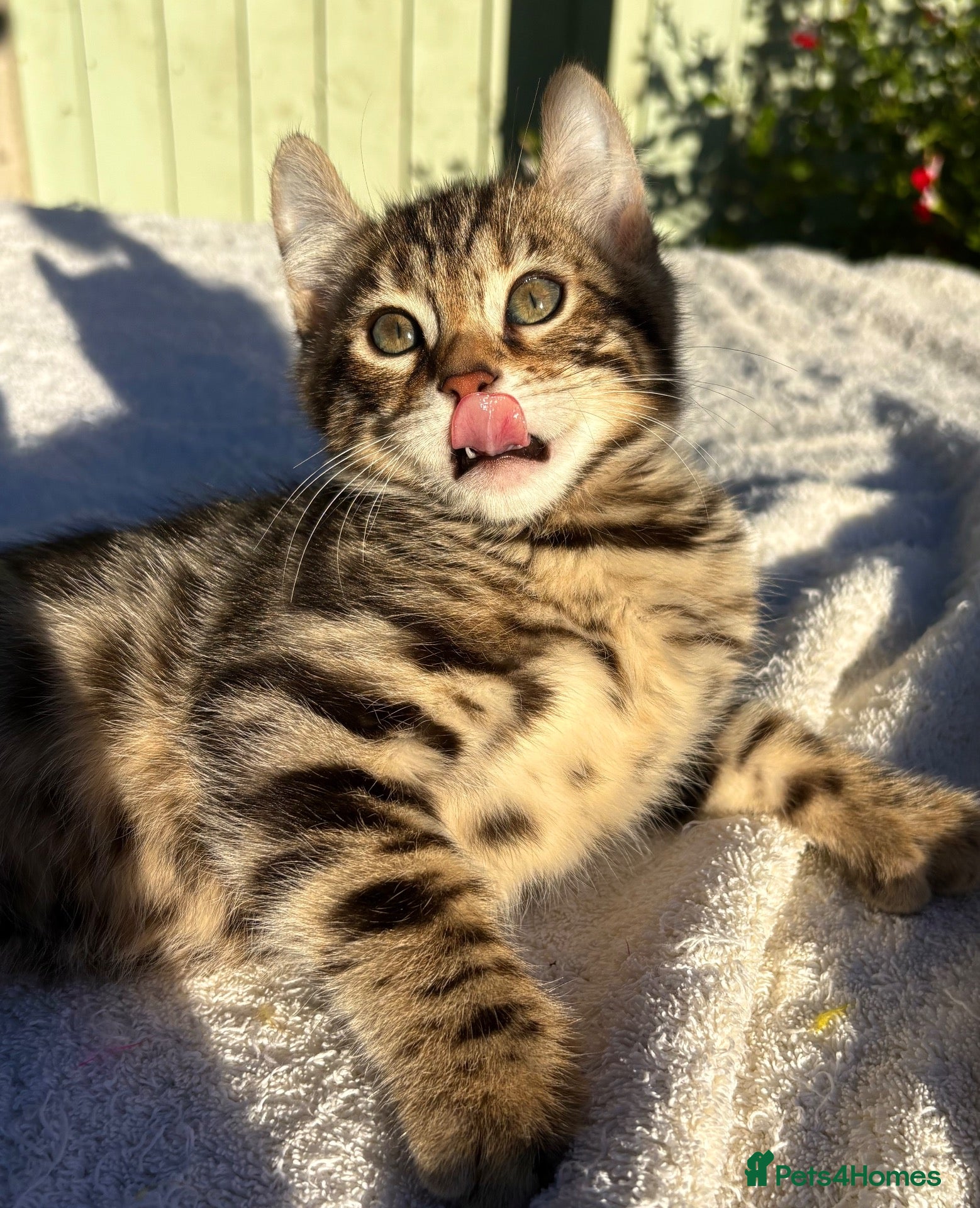 Keetso cats Superb polydactyl curled eared Keetso kittens.  - Advert 2