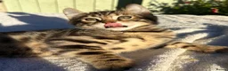 Keetso cats for sale: Superb polydactyl curled eared Keetso kittens.  - Advert 3
