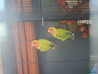 Lovebirds birds Adult lovebirds - Advert 2