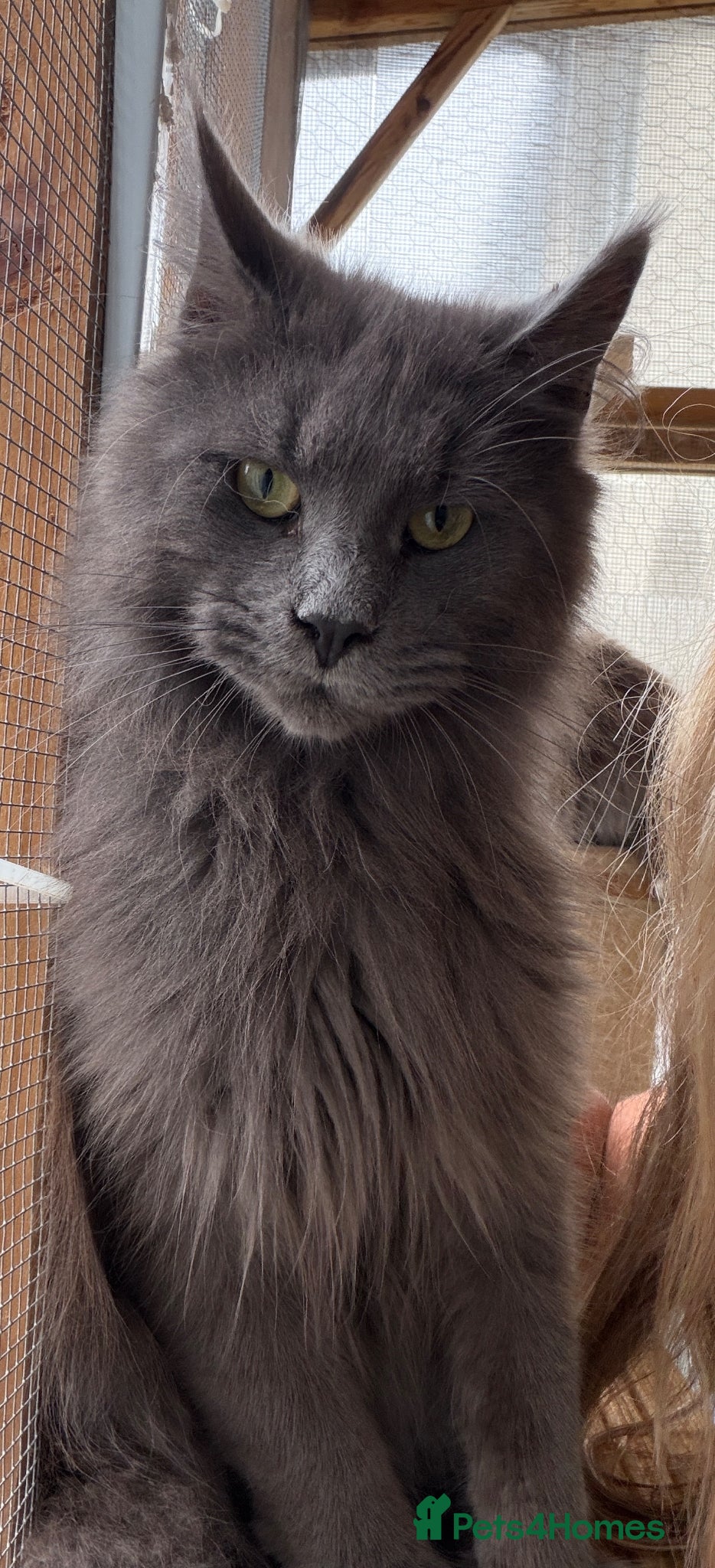 Maine Coon cats Maine coon  - Advert 2