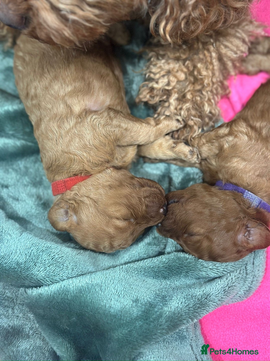 Miniature Poodle dogs for stud: Red KC registered miniature poodle - Health tested in Livingston - Advert 22