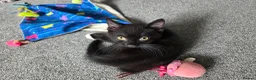 British Shorthair cats for sale: 1 male kitten left. 10 weeks old - Advert 4