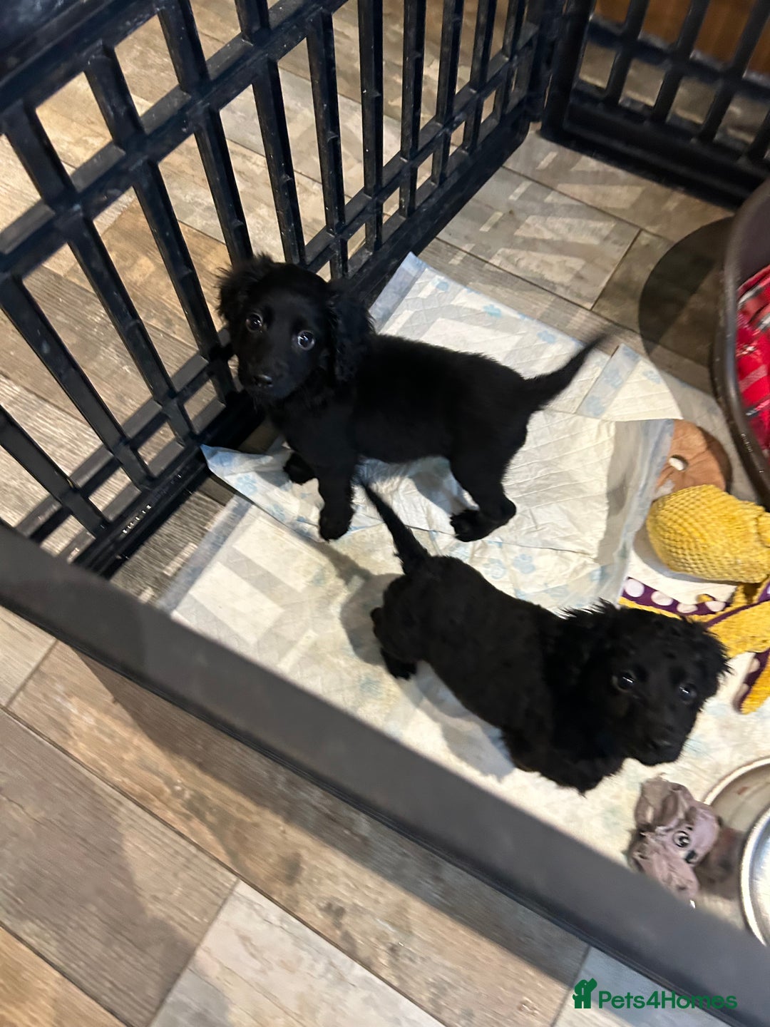 Cockapoo dogs for sale: F2B Cockapoo Puppies - Image 21