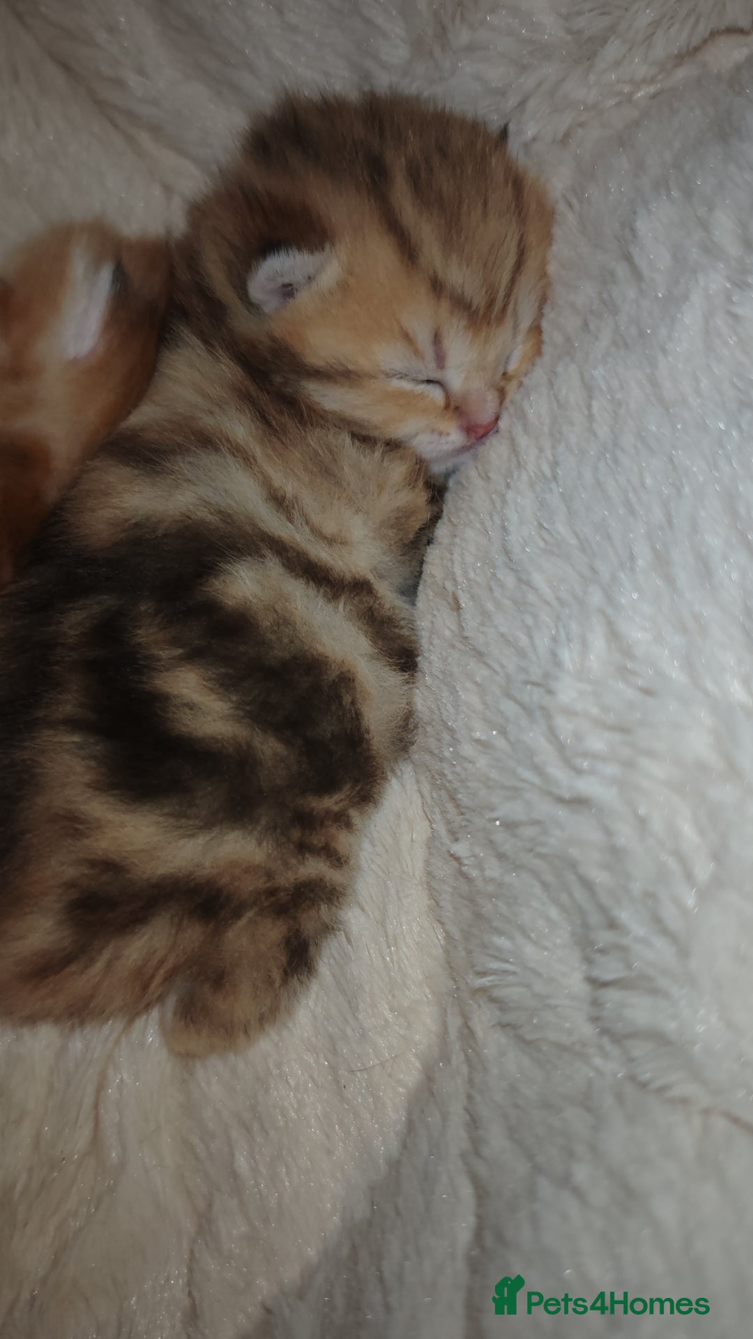 British Shorthair cats for sale: Stunning pedigree BSH Golden black Chinchilla  - Advert 5