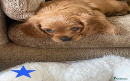 Cavapoo dogs for sale: Beautiful Cavapoo Puppies  - Image 14