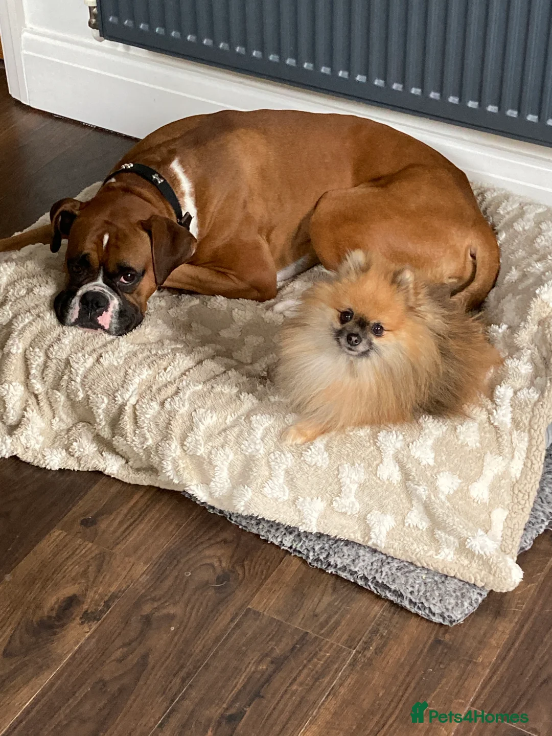 Boxer dogs for stud: Handsome Boxer for Stud  in Beverley - Advert 9