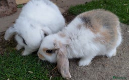 Mini Lop rabbits for sale: Gorgeous Mini lop babies looking for new homes - Image 29