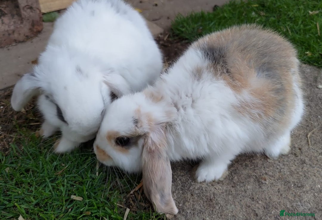 Mini Lop rabbits for sale: Gorgeous Mini lop babies looking for new homes - Image 29