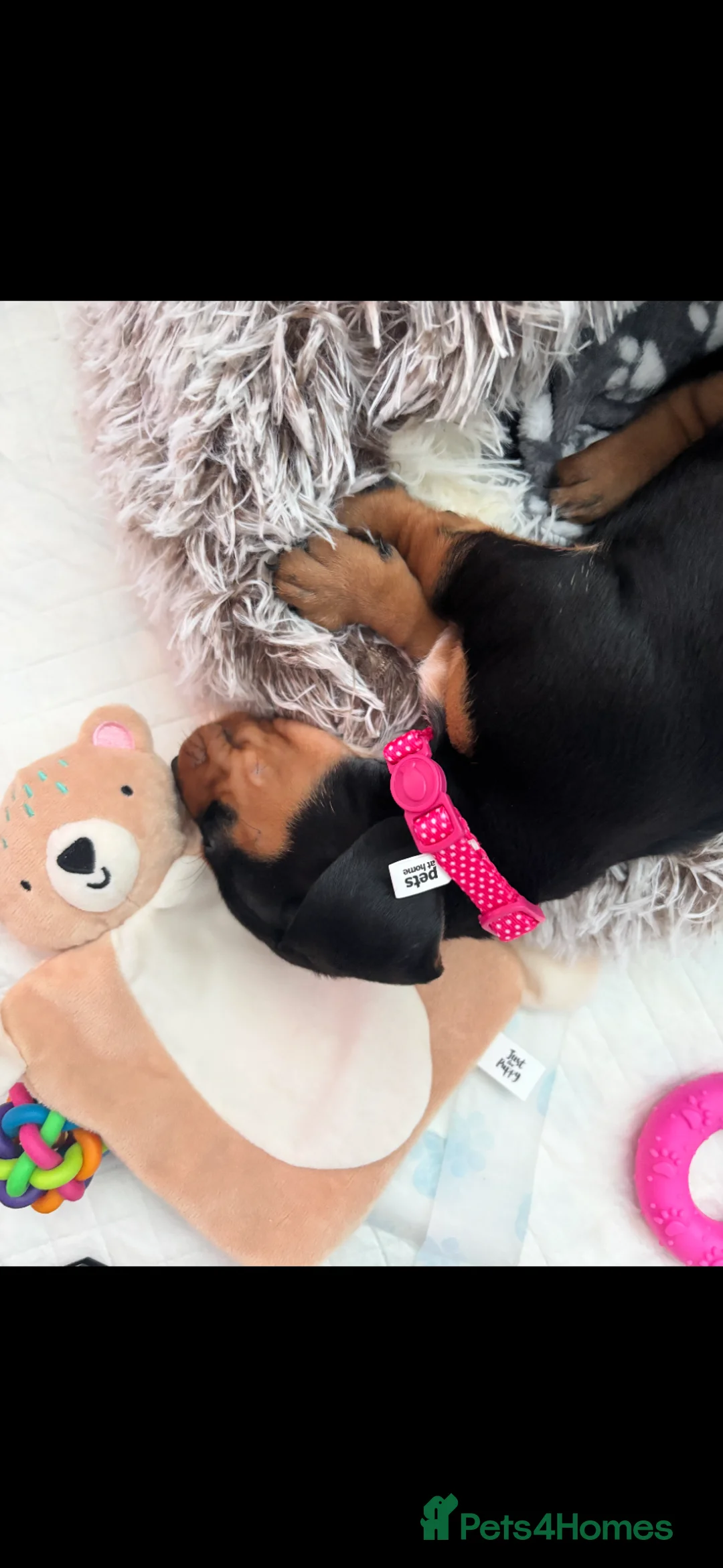 Dachshund dogs for sale: 12 week old Puppy dachshund  - Advert 2