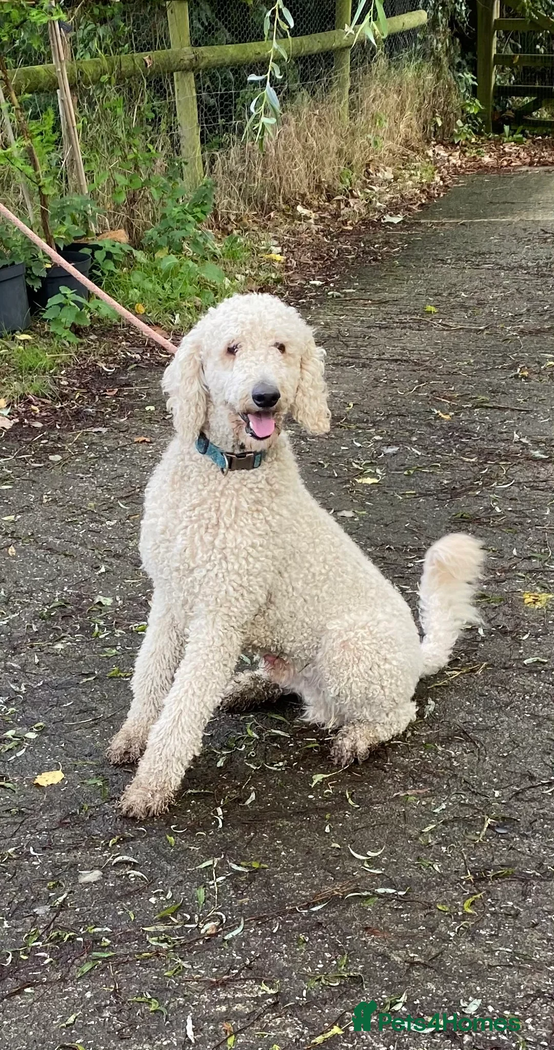 Bordoodle dogs for sale: Standard Bordoodle/Colliepoodle Puppies - Advert 26