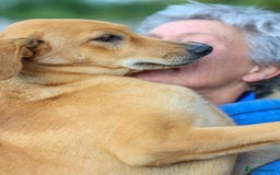 Mixed Breed dogs for adoption: Soft sweet Sophia - Image 19