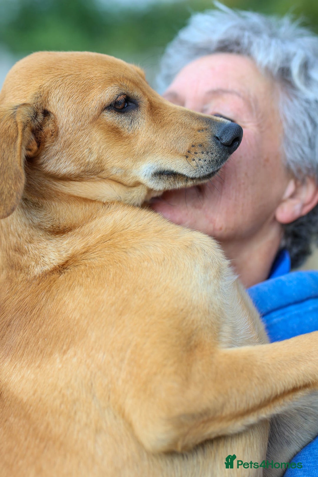 Mixed Breed dogs for adoption: Soft sweet Sophia - Image 19