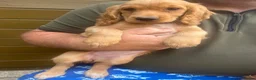 Cocker Spaniel dogs for sale: Beautiful Golden Cocker Spaniel Puppies  - Advert 5