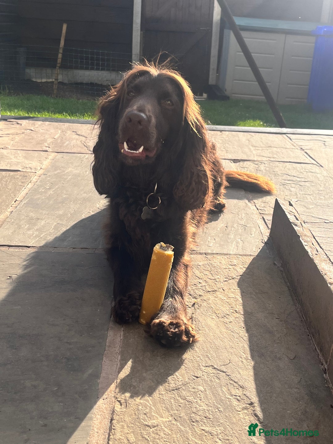 Cockapoo dogs for sale: Cockerspaniel - Advert 5