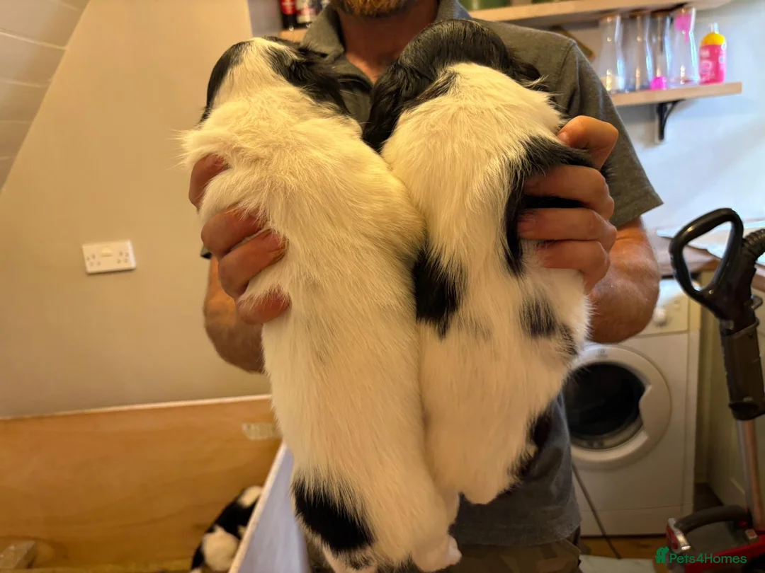 English Springer Spaniel dogs for sale: Working springer spaniel puppy’s  - Advert 2