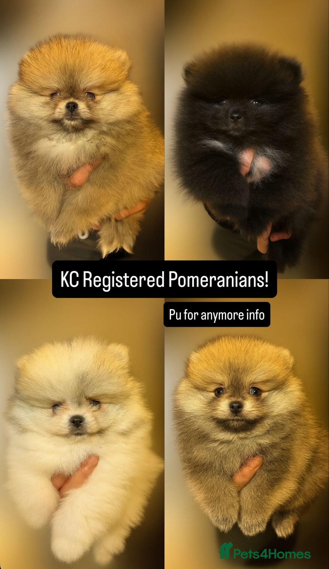 Pomeranian dogs for sale: KC registered small Pomeranians - Advert 2