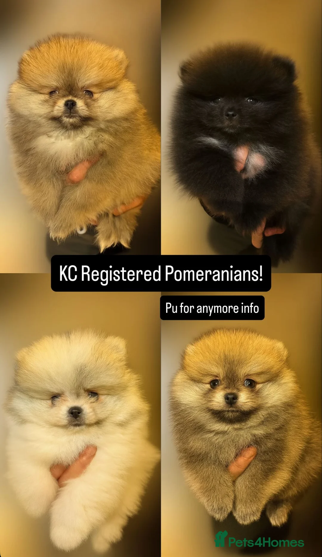 Pomeranian dogs for sale: KC registered small Pomeranians - Advert 2