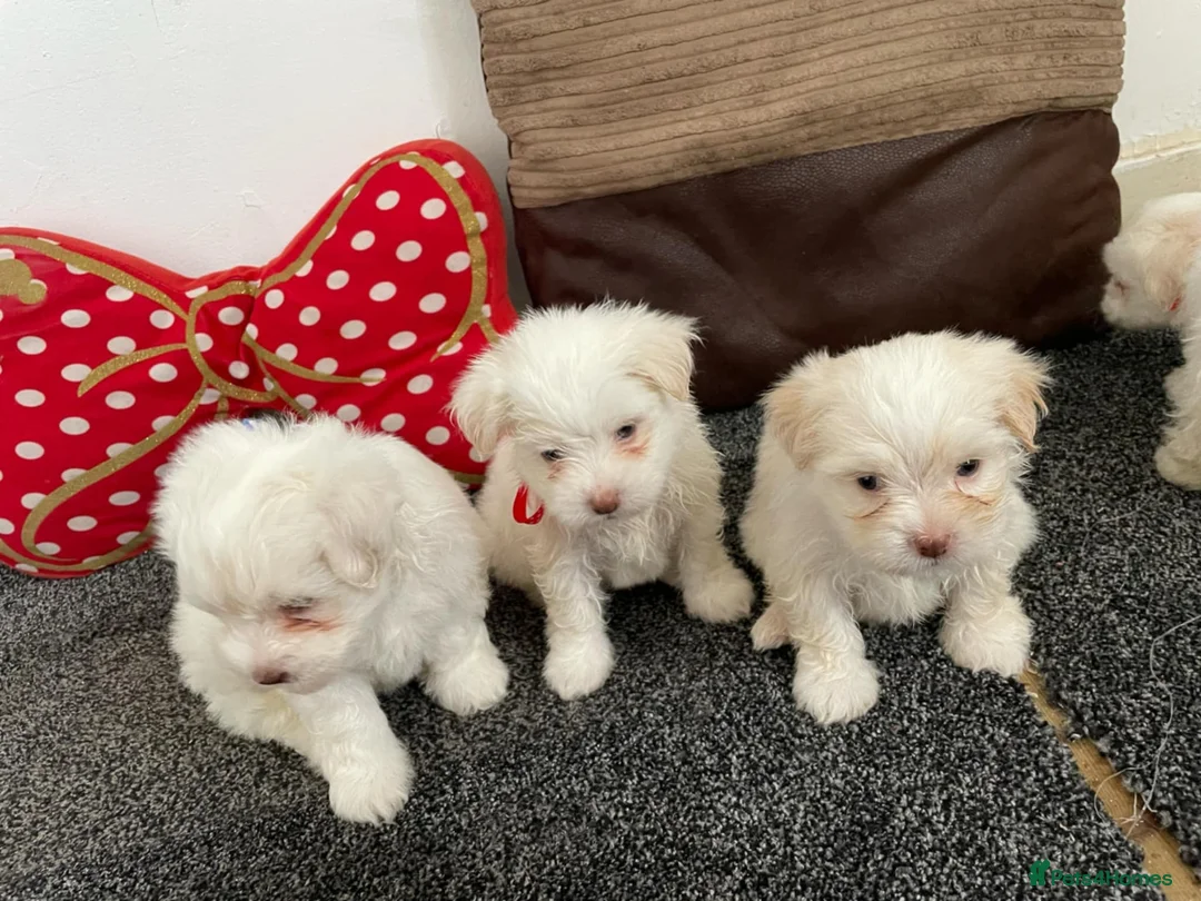 Bichon Frise dogs for sale: 3 adorable boys  - Advert 2
