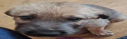 Irish Wolfhound dogs for sale: Beautiful KC Reg. Irish Wolfhound Female Puppy  - Advert 5