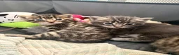 Mixed Breed cats for sale: Beautiful girl tabbies - Advert 19