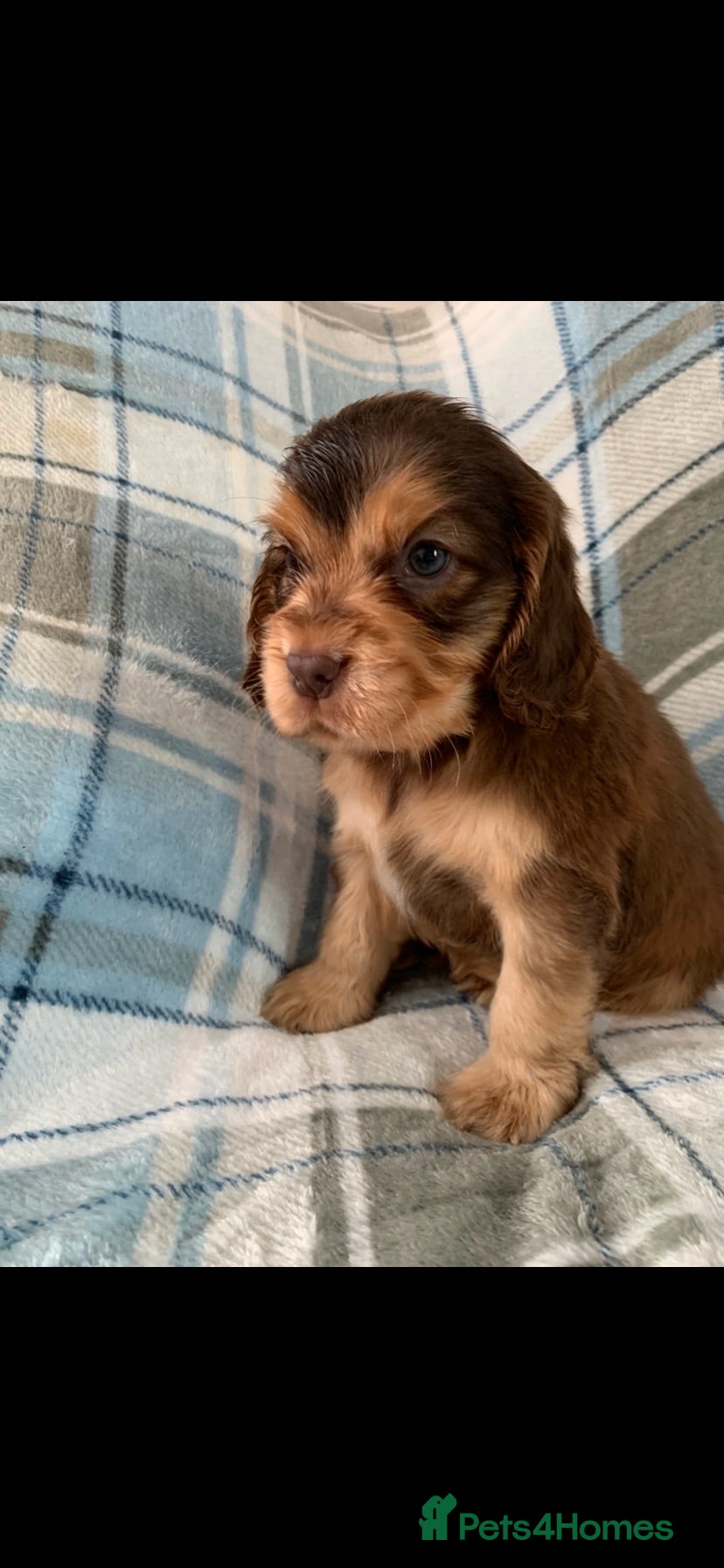 Cocker Spaniel dogs Show type cocker spaniel puppy’s  - Advert 2