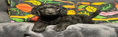 Goldendoodle Puppy 4 (Mary)