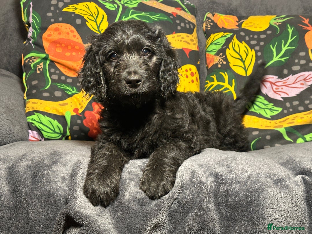 Goldendoodle dogs for sale: Black Phantom Goldendoodles Ready For A New Home! - Advert 25