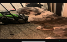 Mixed Breed dogs for sale: Cash-re homing to a good family home. - Image 3