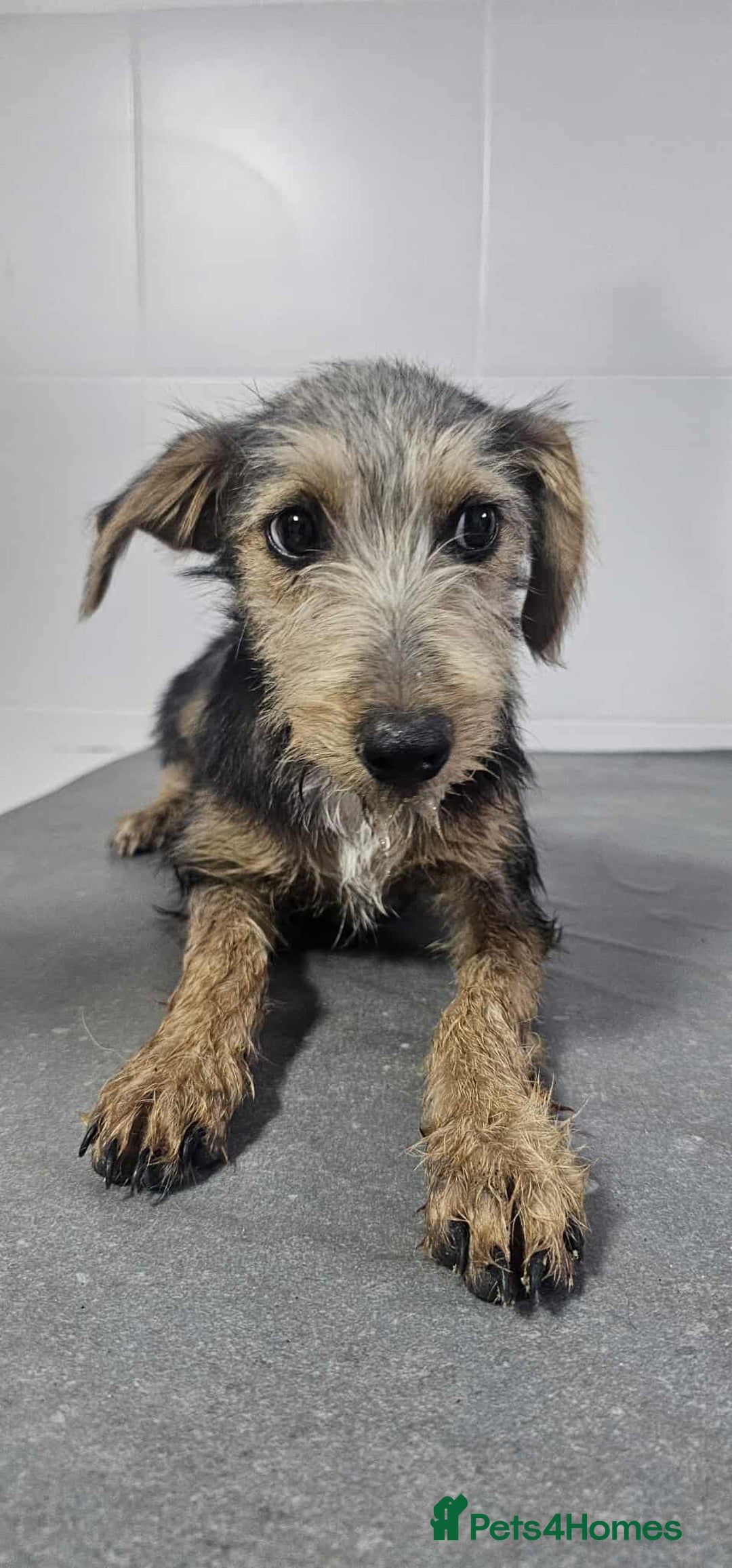 Mixed Breed dogs for adoption: Lena!  - Image 6