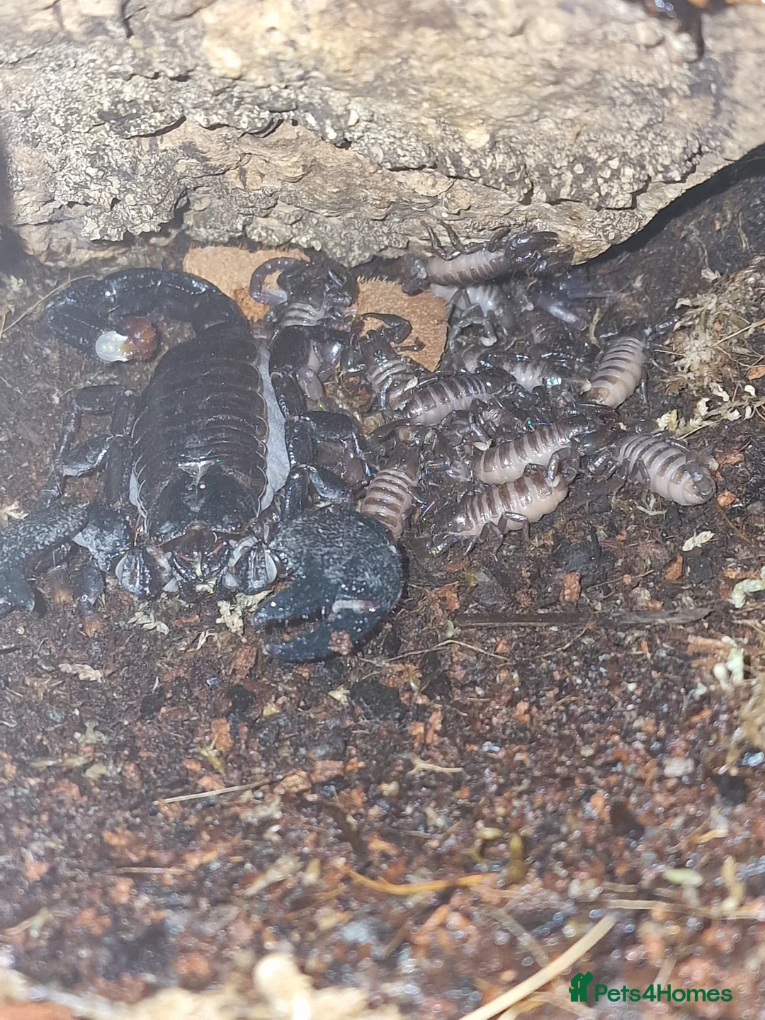 Scorpions invertebrates for sale: Emperor scorpions in Eastleigh - Advert 3