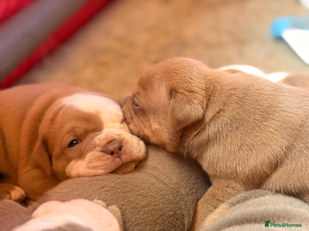 Olde English Bulldogge dogs for sale: Olde English Bulldog Puppies - Family Raised  - Advert 30