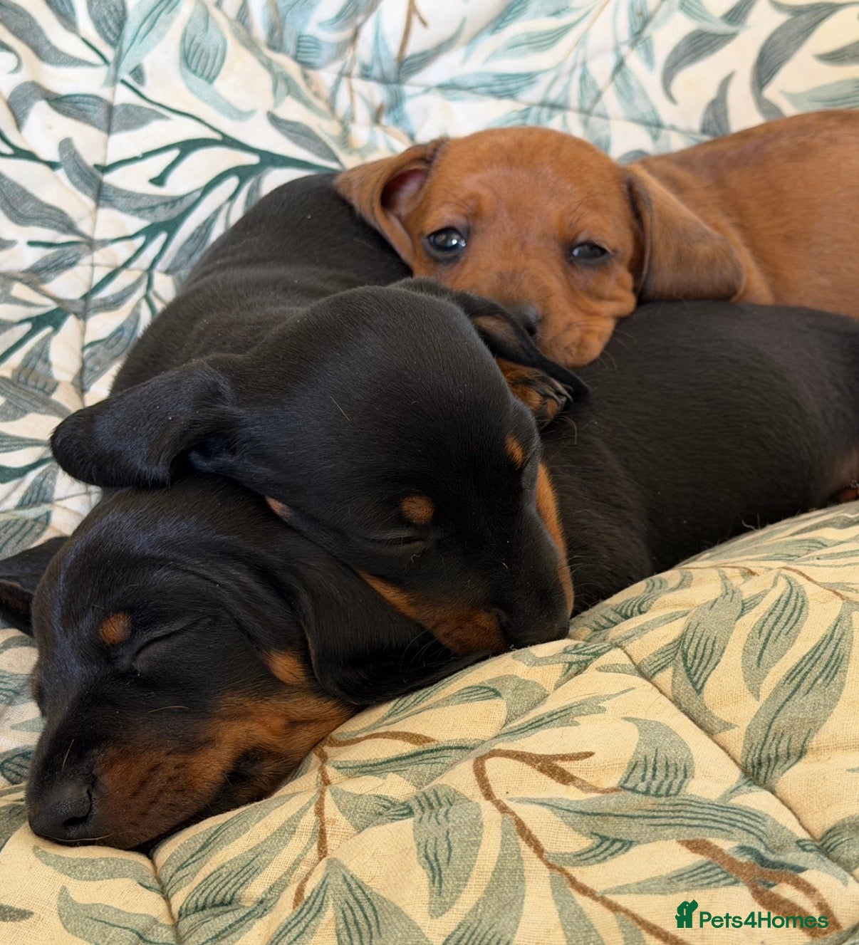 Miniature Dachshund dogs Meet Our Little Sausage Squad 🌭 - Advert 2