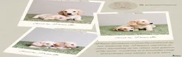 Miniature Dachshund dogs for stud: PROVEN CLEAR CREAM STUD BOY ❄️PRINCE ICE❄️ - Advert 11