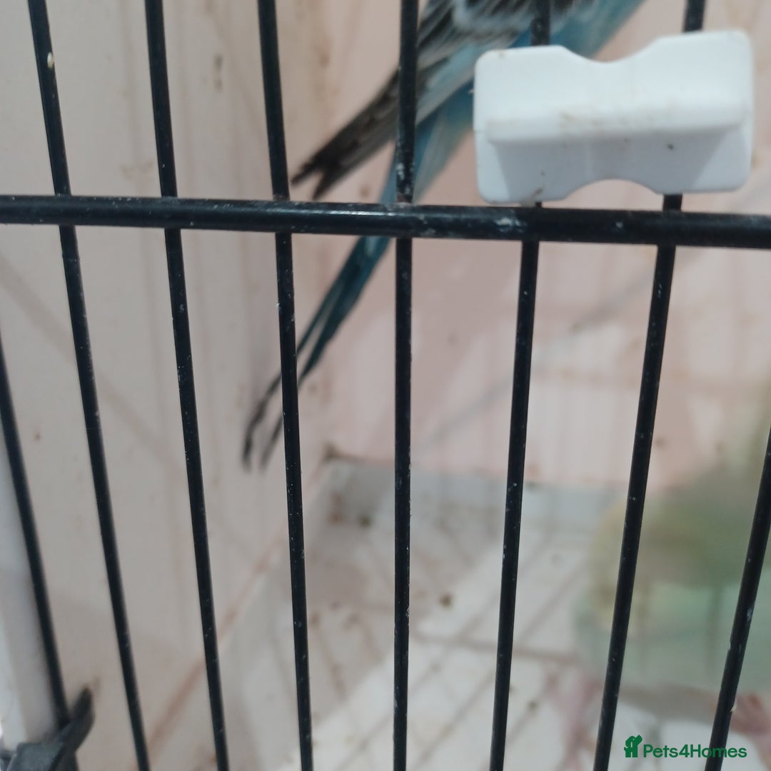 Budgerigars birds for sale: BUDGIES FOR SALE  - Advert 5