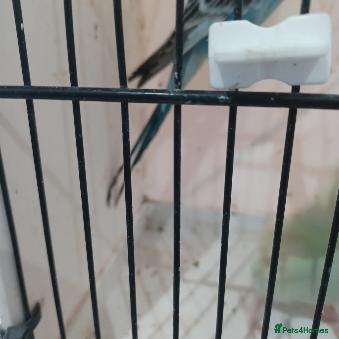 Budgerigars birds for sale: BUDGIES FOR SALE  - Advert 5