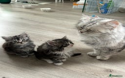 Scottish Fold cats for sale: Gorgeous fluffy Scottish Fold x DSH kittens - Image 12
