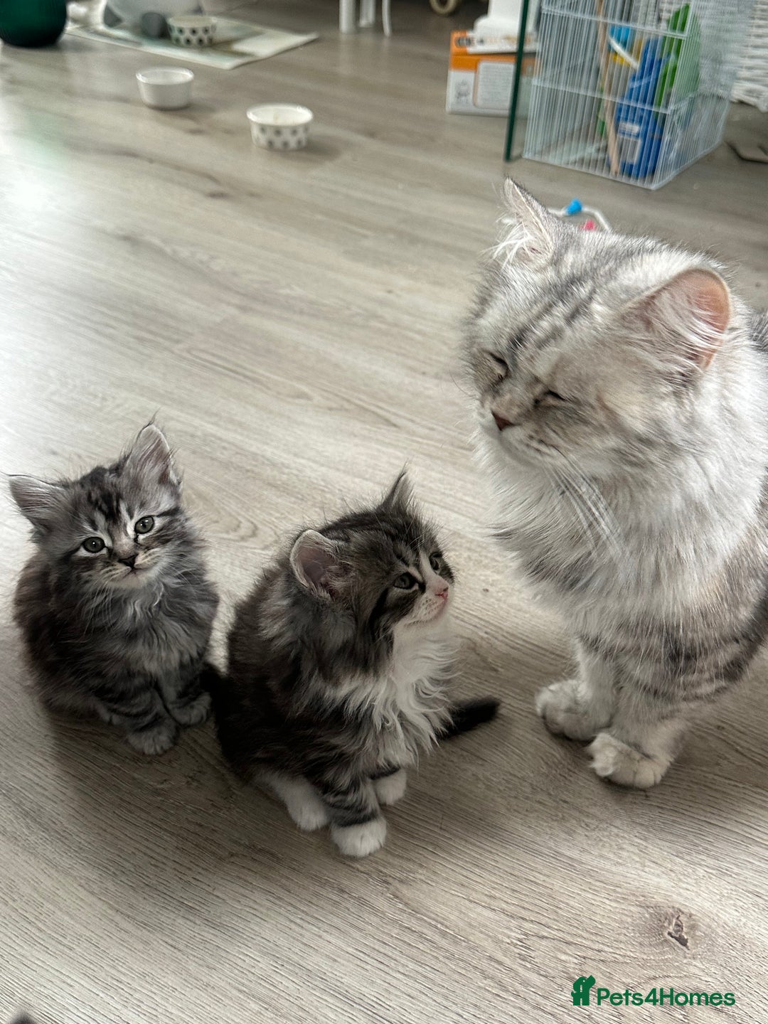 Scottish Fold cats for sale: Gorgeous fluffy Scottish Fold x DSH kittens - Image 12