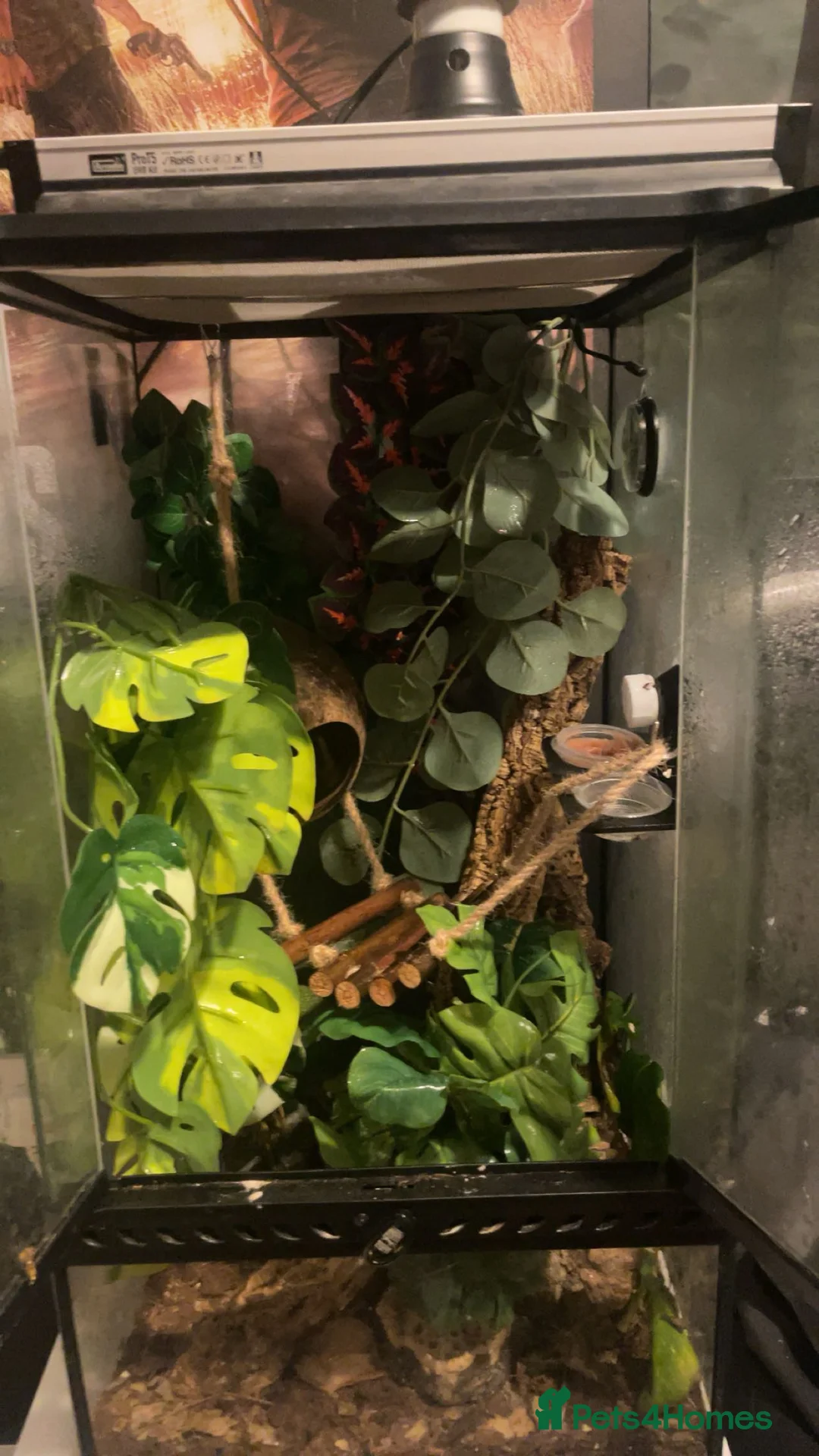 Gecko reptiles for sale: crested gecko for rehoming  - Advert 6