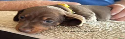 Miniature Dachshund dogs for sale: Adorable litter of Miniature Dachshund Puppies - Advert 27