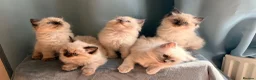Ragdoll cats for sale: Beautiful Ragdoll Kittens – Seal & Blue Point  - Advert 4