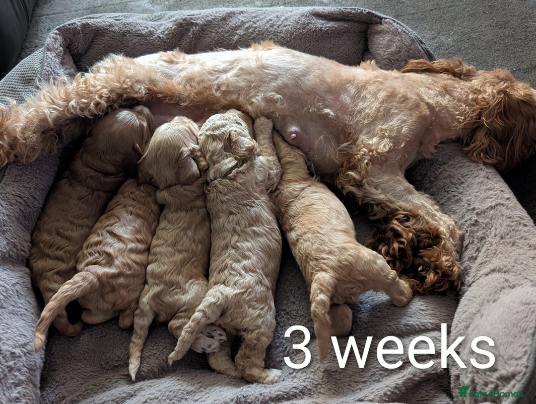 Cavapoo dogs for sale: Cavapoo puppies  - Image 3