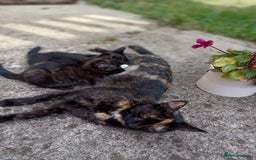 British Shorthair cats for sale: Two cute kittens for living family - Image 2