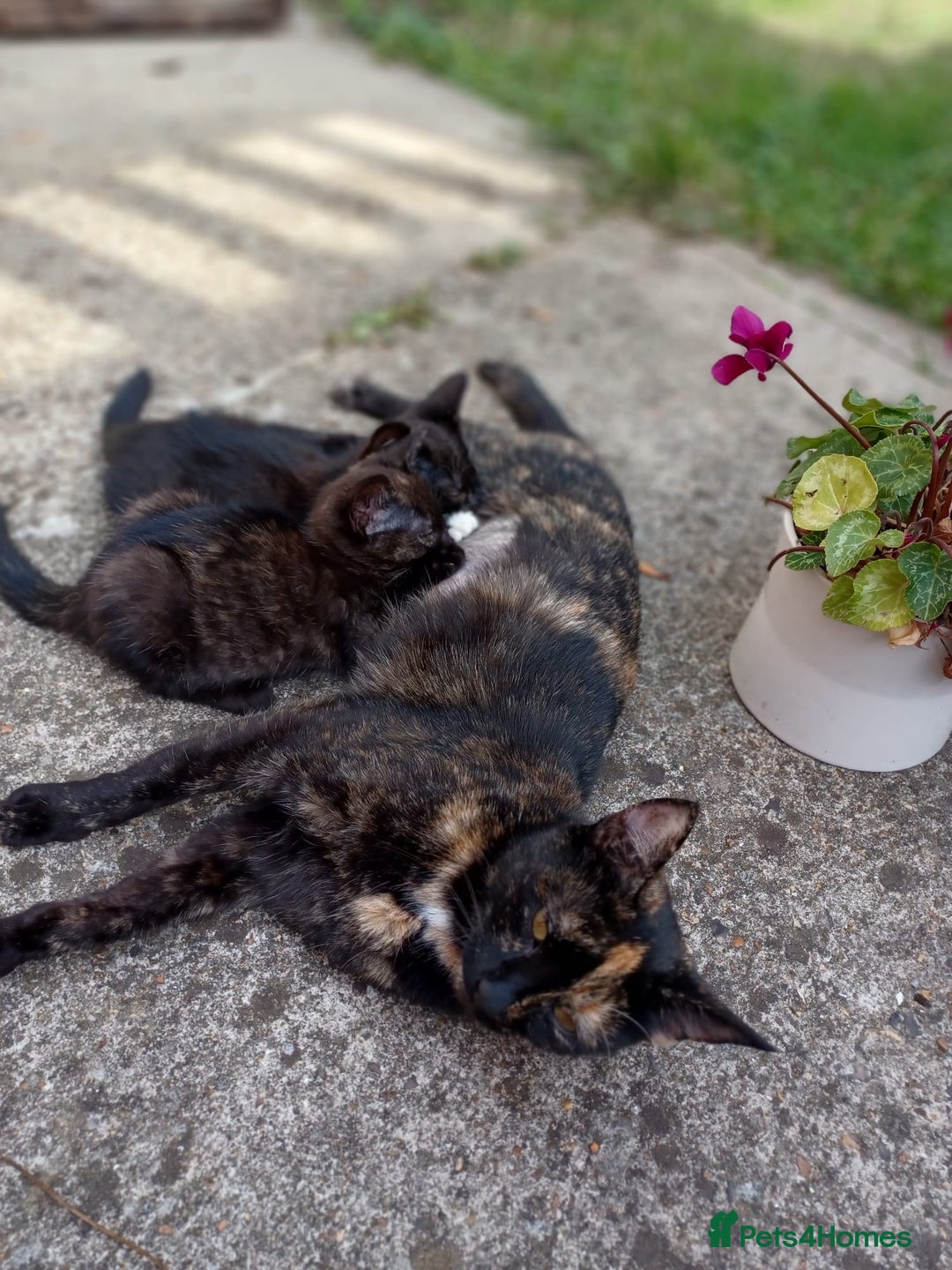 British Shorthair cats for sale: Two cute kittens for living family - Image 2