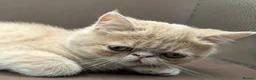 Exotic cats for sale: STUNNING EXOTIC SHORTHAIR MALE  - Advert 10