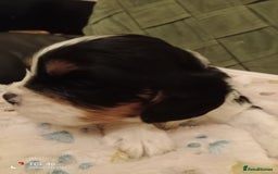 Cavapoo dogs for sale: A stunning litter of cavapoo beautiful costs  - Image 20