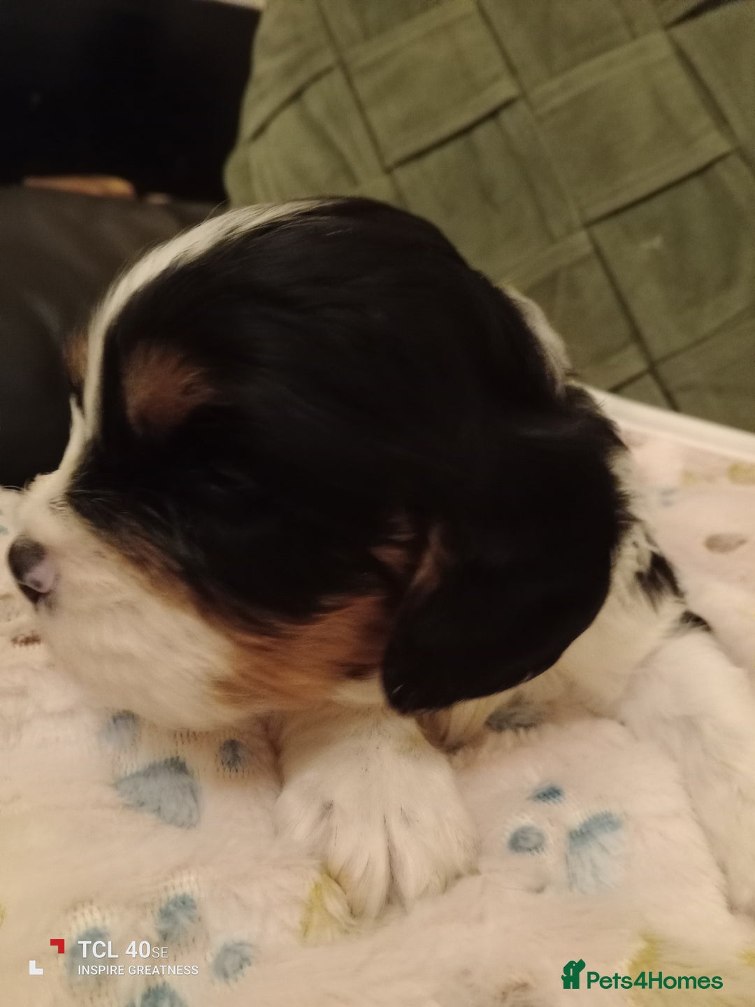 Cavapoo dogs for sale: A stunning litter of cavapoo beautiful costs  - Image 20