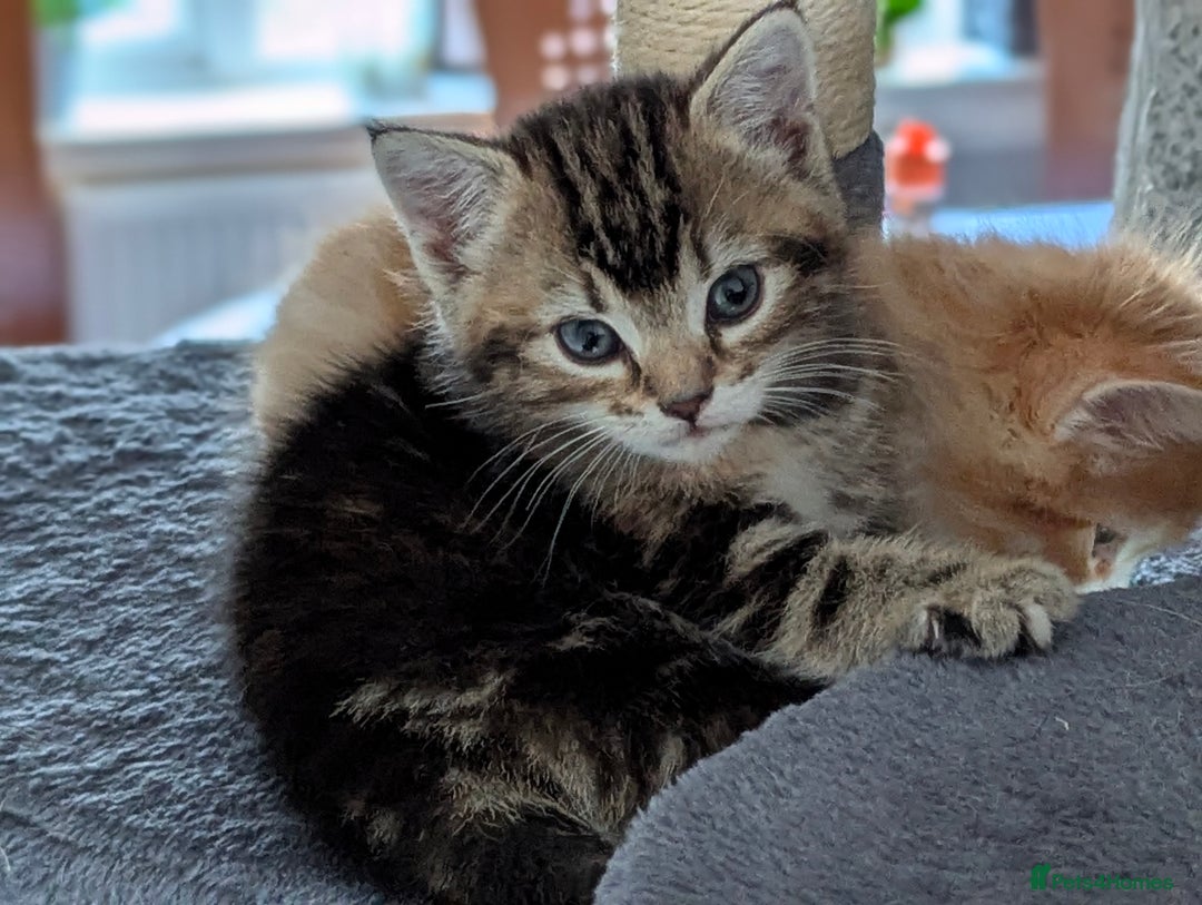 Mixed Breed cats for sale: Gorgeous kittens for sale £250 males £300 females - Advert 22