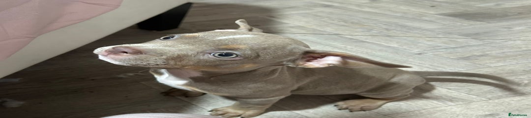 American Bully Puppy 8